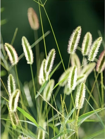 强硬的一棵草.png